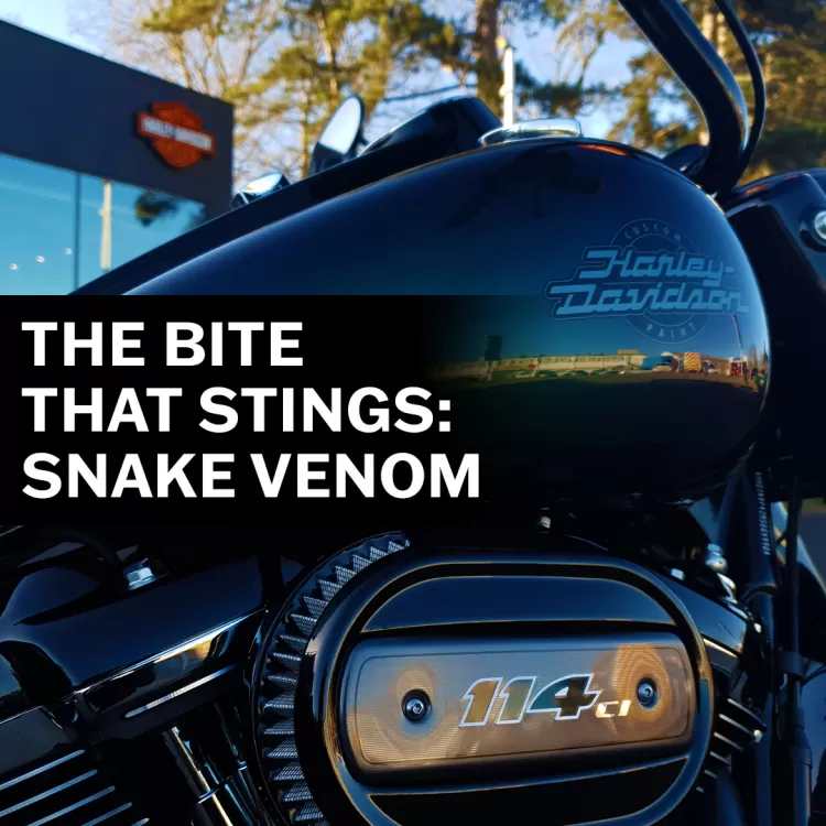 Harley davidson outlet snake venom